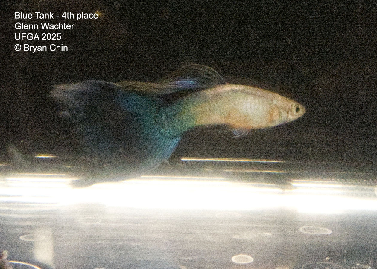Guppy Blue